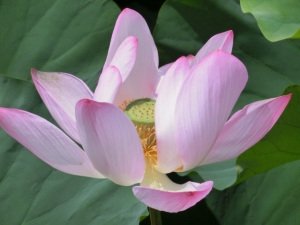 川越の伊佐沼の蓮