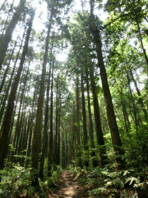 山道へ