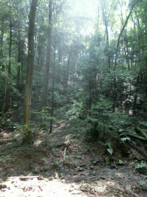 山ならでわの癒し