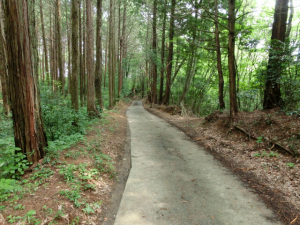 青梅側は舗装されてた