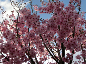 我が家の陽光桜も満開