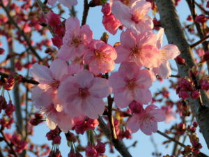 我が家の桜