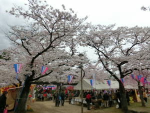 飯能中央公園の桜2015