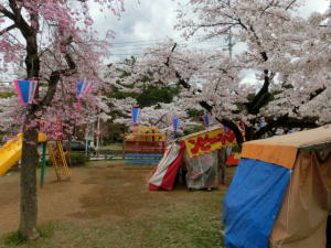 飯能中央公園の桜2015